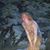 Rita Hsu Syers's profile image