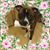 Kelly Hodson Peroni's profile image