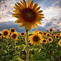 Amy Herring Nolan's profile image