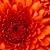 Rhonda Reece Rapien's profile image