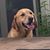 Laurie Lain-Jenkins's profile image