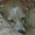 Lauri Hayden's profile image