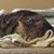 Nancy M Cushley's profile image