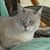 Jessica Hamdan's profile image