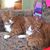 Michelle Masse's profile image