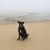 Susan Schauman's profile image