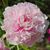Beverly Kotsur Tscheschlog's profile image