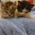 Lindsay Deanne Collins's profile image