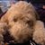 Carrie Fitzgerald's profile image