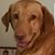 Rob Brown's profile image