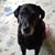 Cheryl Lynn Salyers's profile image