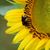 Heather Sturgess Crowell's profile image