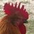 Jake Fruchey's profile image