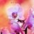 MaElena AB's profile image