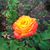 Patricia C. Newsom's profile image
