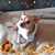 Betty Gass's profile image