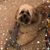 Andrea Victoria Samarkos's profile image