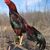 Ryan Grant's profile image
