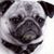 Sue Clarke's profile image