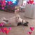 Denise Papich's profile image