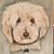 Colleen Austin's profile image