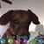 Eddie Pittman's profile image
