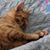 Ellen F Holm Dunster's profile image