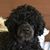 Lyle Iverson Harding's profile image