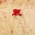 Quynh Tran's profile image