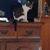 Debbie Brashears Swope's profile image