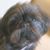 Pat Rundell Harris's profile image