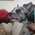 Chris Windhaeuser's profile image