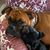 Denise Cackleberry's profile image