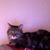 Jennifer Lynn Nickerson's profile image