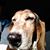 Amanda Dow Crawford's profile image