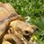 Hegbert Turtlino's profile image