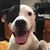 Brian Bozzi's profile image