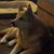Zaza Sue Milton's profile image