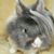 Alfonso Rafael Sanchez's profile image