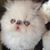 Cabot Cats's profile image