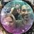 Susan L. Bolster's profile image
