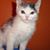 Annie Chaloupka's profile image