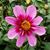 Linda Brent's profile image