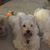 Diane Wiles's profile image