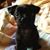 Laurence Loue's profile image