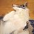 Mebious Faunus's profile image
