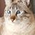 Natalie LaBarbera's profile image