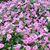 Dorothy Shelly's profile image