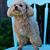 Diane Rezagholi's profile image