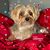 Elaine Ray's profile image